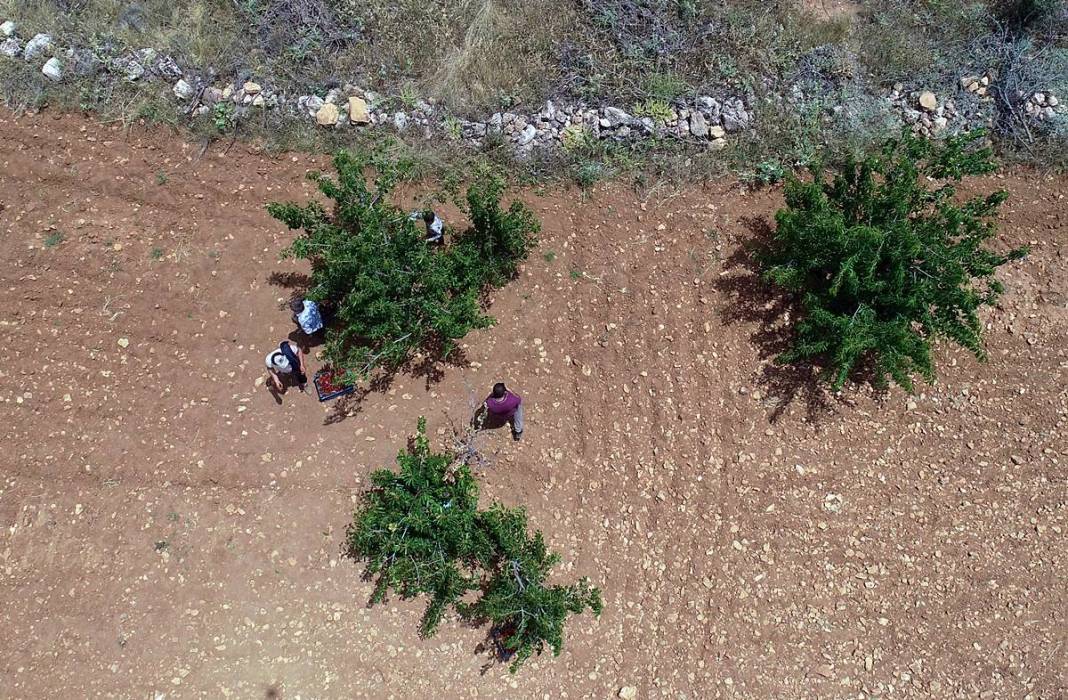 Güneydoğu'dan dünyaya: Napolyon kirazının inanılmaz yolculuğu! Sadece bir meyve değil; bu kirazlar umudun simgesi 10